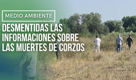 El Ayuntamiento de Valdetorres de Jarama desmiente que estén muriendo corzos en Los Silillos
