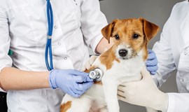 Campaña de vacunación antirrábica e identificación animal 2018