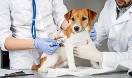 Campaña de vacunacion antirrábica e identificación animal 2021